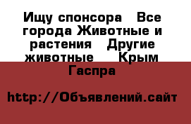 Ищу спонсора - Все города Животные и растения » Другие животные   . Крым,Гаспра